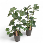 Peperomia 'Hovaria' potted houseplant in nursery pot on white background, product photo 4.