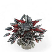 Peperomia 'Mendoza' potted houseplant in nursery pot on white background, product photo 3.