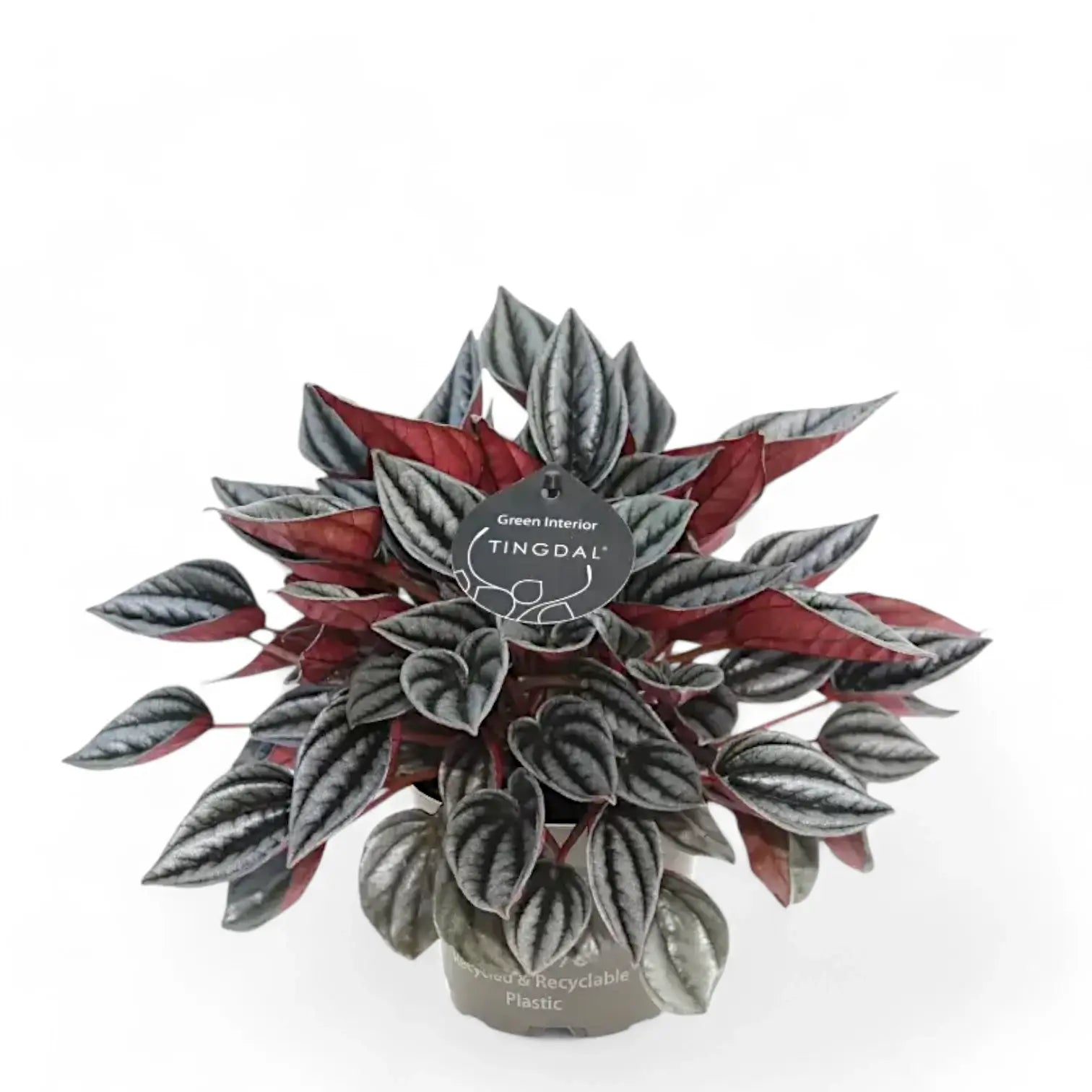 Peperomia 'Mendoza' potted houseplant in nursery pot on white background, product photo 3.