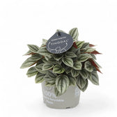 Peperomia 'Napoli Nights' potted houseplant in nursery pot on white background, product photo 3.