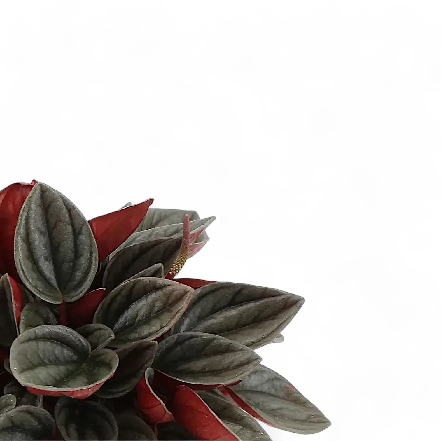 Peperomia 'Santorini' leaf close-up on white background.