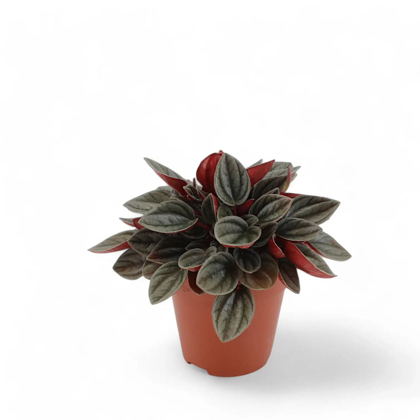 Peperomia 'Santorini' potted houseplant in nursery pot on white background, product photo 2.