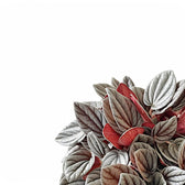 Peperomia 'Sunrise' leaf close-up on white background.