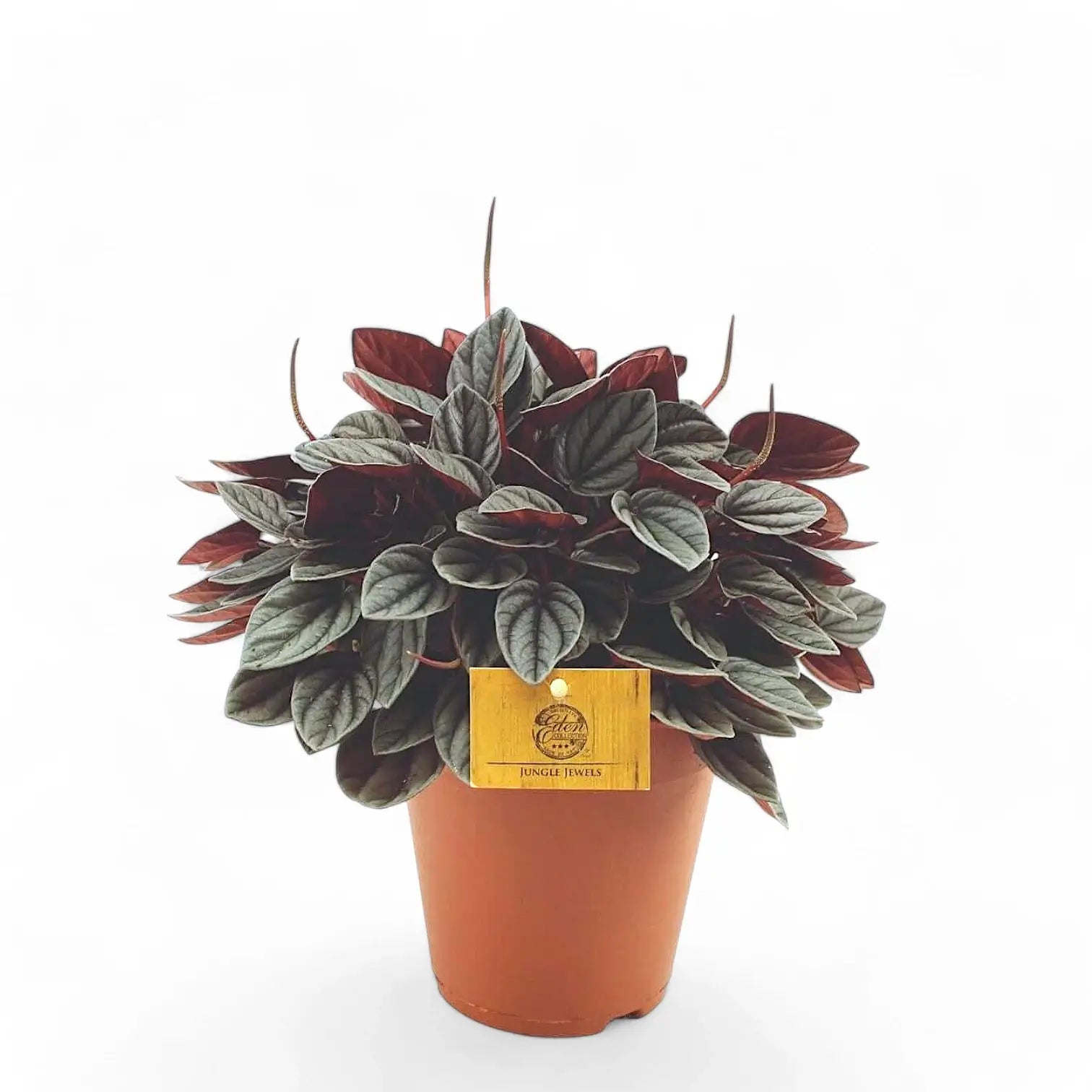 Peperomia 'Sunrise' potted houseplant in nursery pot on white background, product photo 2.
