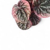 Peperomia caperata 'Abricos' leaf close-up on white background.