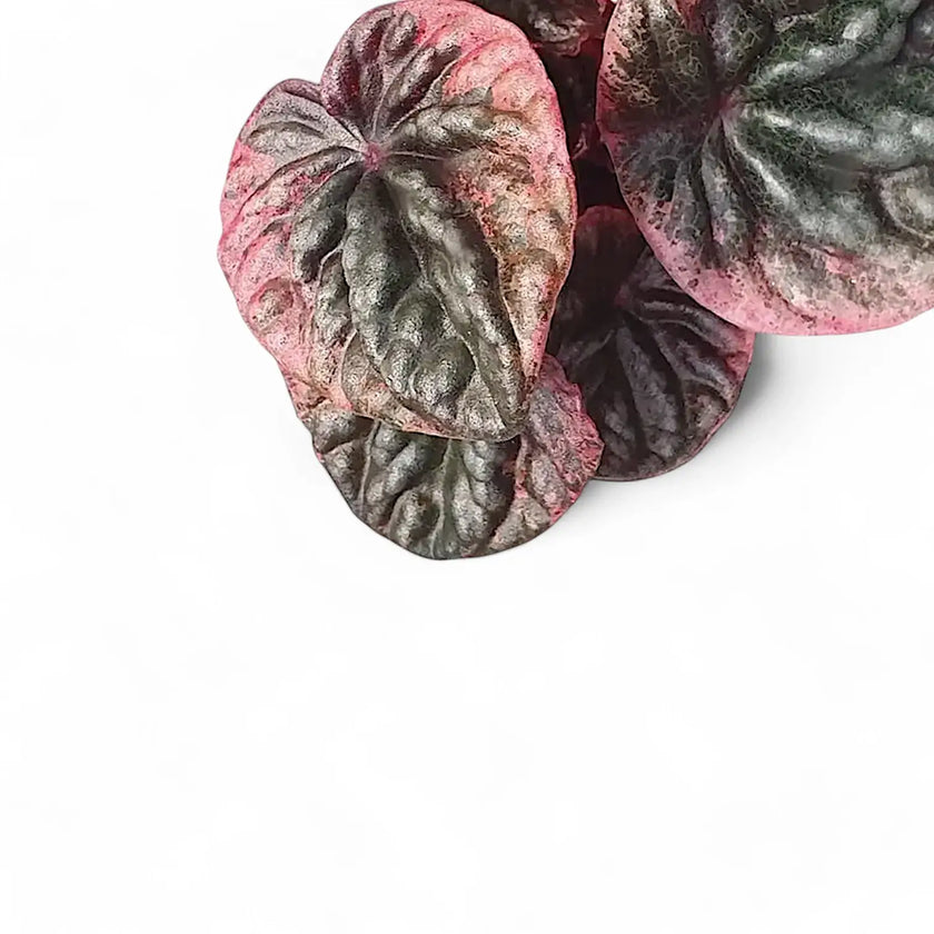 Peperomia caperata 'Abricos' leaf close-up on white background.