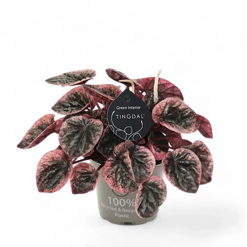 Peperomia caperata 'Abricos' potted houseplant in nursery pot on white background, product photo 2.