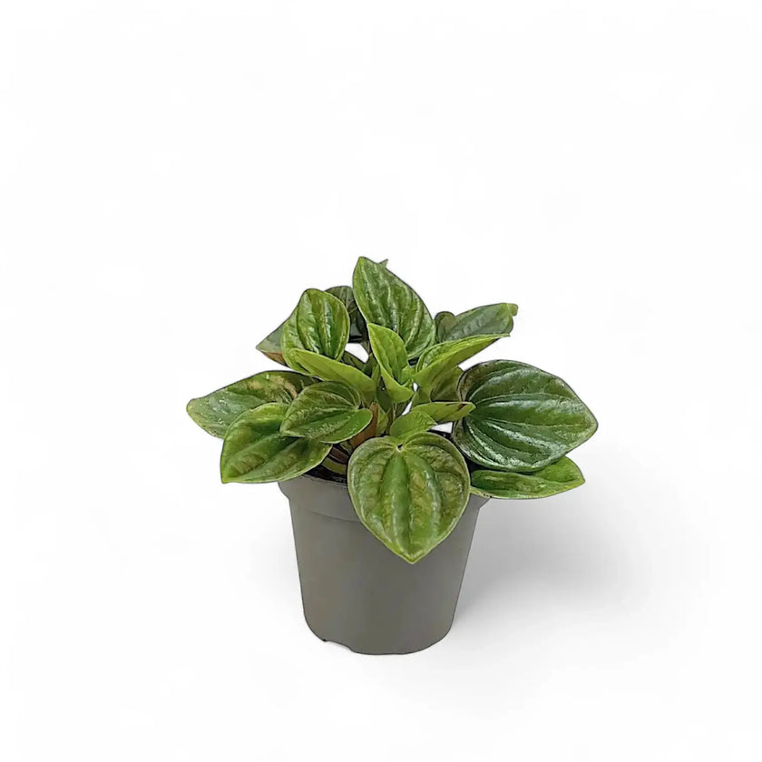 Peperomia caperata 'Amazonas' potted houseplant in nursery pot on white background, product photo 2.