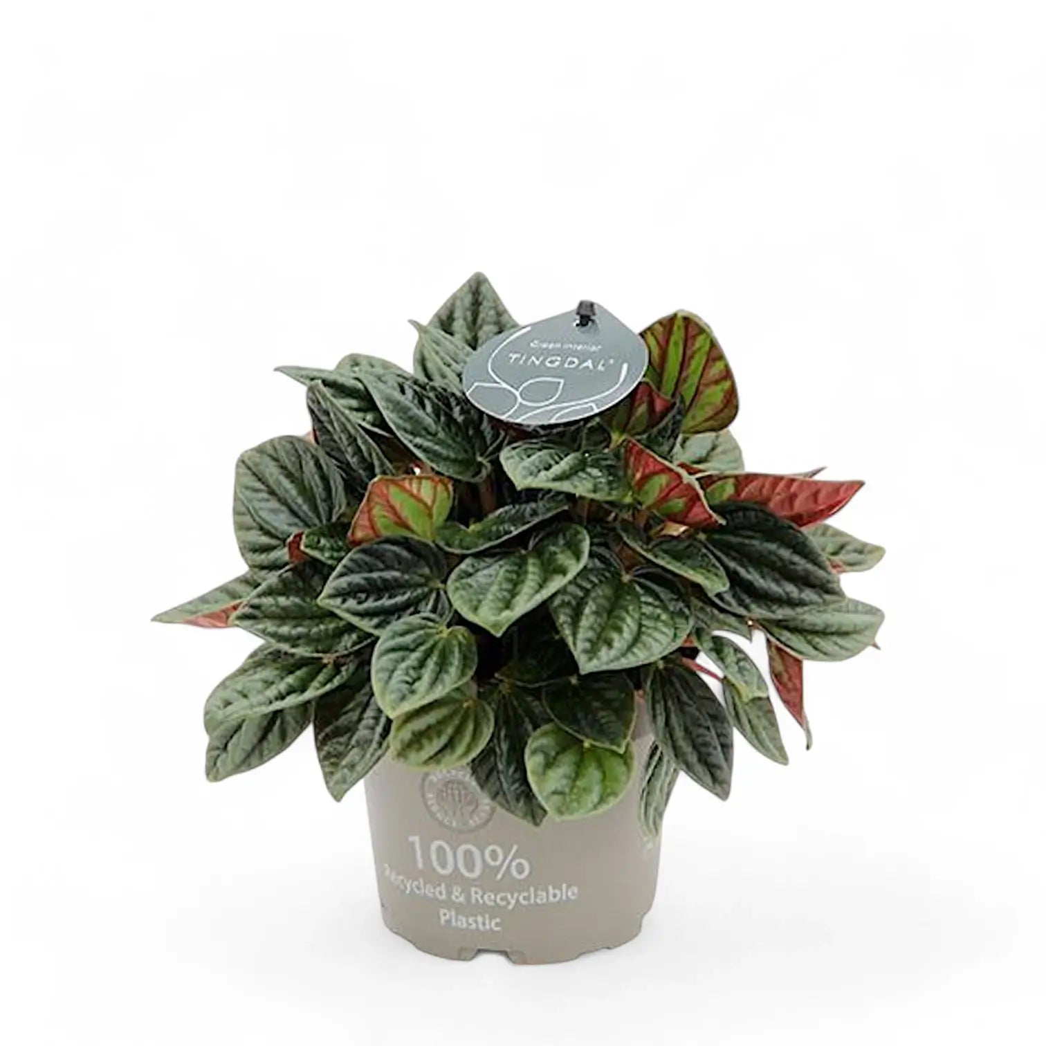 Peperomia caperata 'Amazonas' potted houseplant in nursery pot on white background, product photo 3.