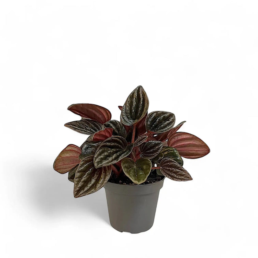 Peperomia caperata 'Montevideo' potted houseplant in nursery pot on white background, product photo 2.
