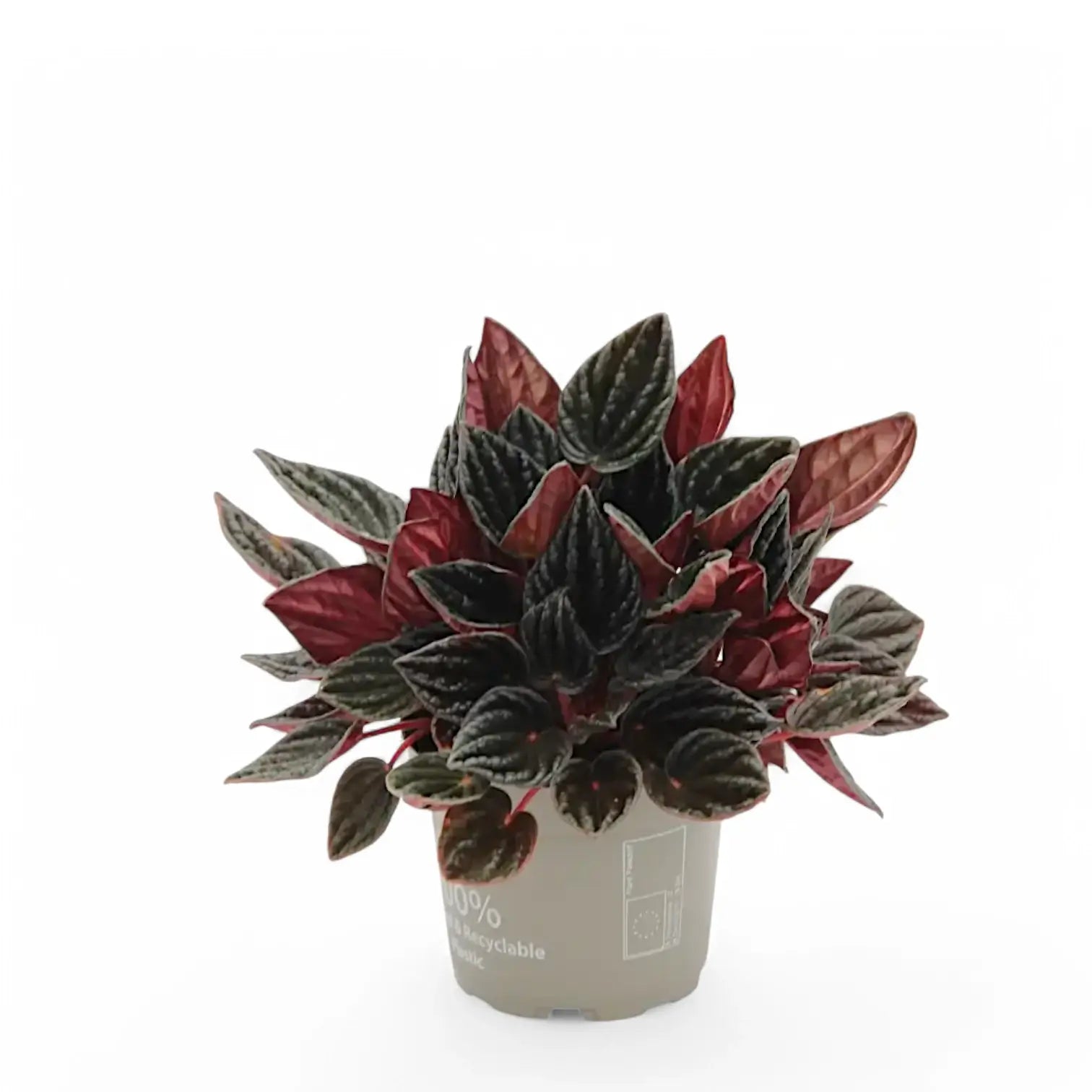 Peperomia caperata 'Montevideo' potted houseplant in nursery pot on white background, product photo 3.