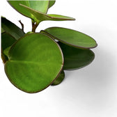 Peperomia clusiifolia 'Red Margin' leaf close-up on white background.