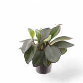 Peperomia clusiifolia 'Red Margin' potted houseplant in nursery pot on white background, product photo 2.