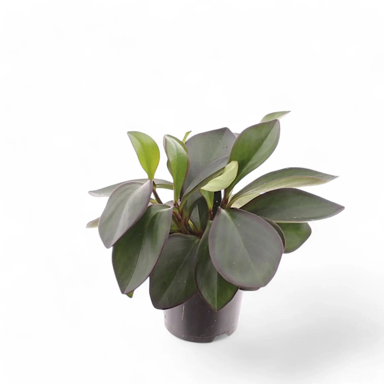 Peperomia clusiifolia 'Red Margin' potted houseplant in nursery pot on white background, product photo 2.