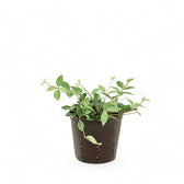 Peperomia dahlstedti potted houseplant in nursery pot on white background, product photo 2.
