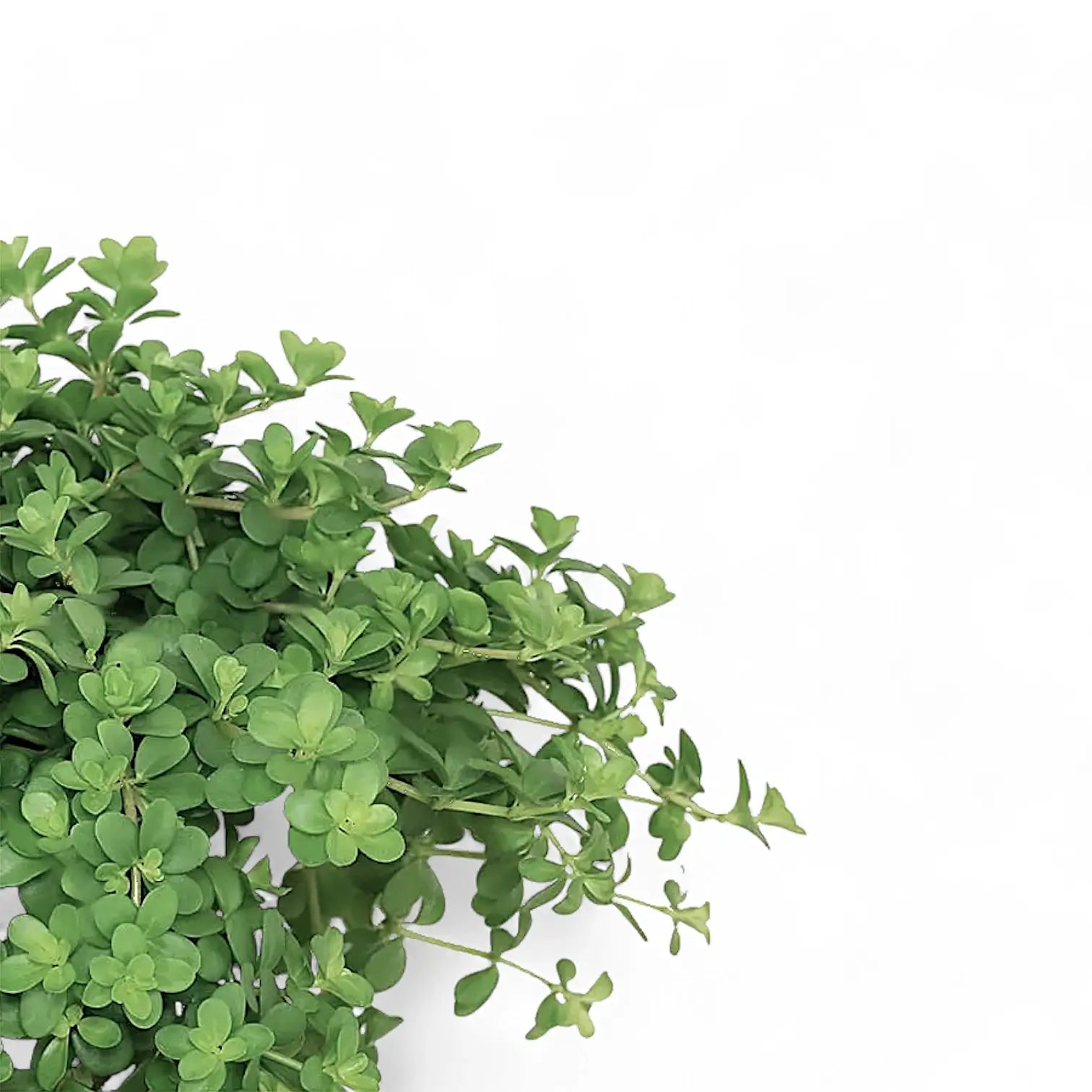 Peperomia deppeana leaf close-up on white background.