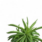 Peperomia ferreyrae 'Happy Bean' ('Nevada') – Blattdetail vor weißem Hintergrund..