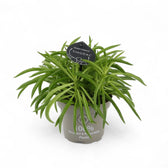 Peperomia ferreyrae 'Happy Bean' ('Nevada') Zimmerpflanze im Anzuchttopf vor weißem Hintergrund, Produktfoto 5.