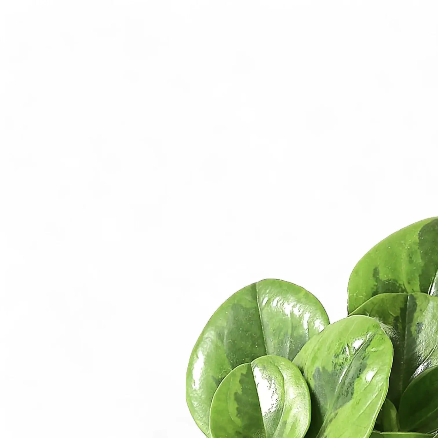 Peperomia obtusifolia 'Lime' leaf close-up on white background.