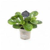 Peperomia obtusifolia 'Lime' potted houseplant in nursery pot on white background, product photo 2.