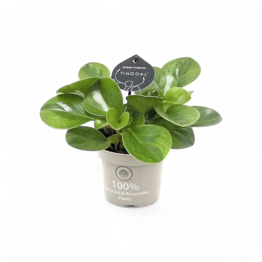 Peperomia obtusifolia 'Lime' potted houseplant in nursery pot on white background, product photo 2.