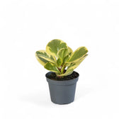 Peperomia obtusifolia 'Obtipan Bicolor' potted houseplant in nursery pot on white background, product photo 2.
