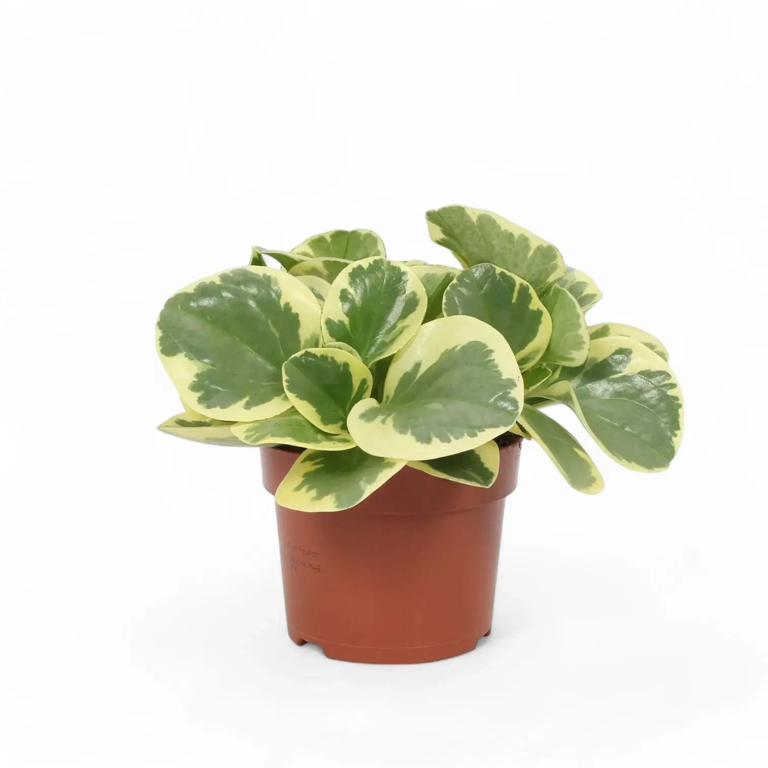 Peperomia obtusifolia 'Obtipan Bicolor' potted houseplant in nursery pot on white background, product photo 3.