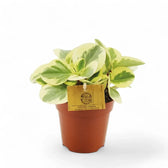 Peperomia obtusifolia 'Obtipan Bicolor' potted houseplant in nursery pot on white background, product photo 4.