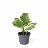 Peperomia obtusifolia 'USA' potted houseplant in nursery pot on white background, product photo 2.