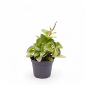 Peperomia orba 'Pixie Lime' potted houseplant in nursery pot on white background, product photo 2.