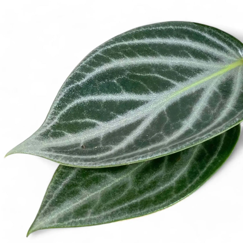 Peperomia pseudovariegata var. sarcophylla leaf close-up on white background.