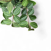 Peperomia quadrangularis 'Rocca Scuro' – Blattdetail vor weißem Hintergrund..