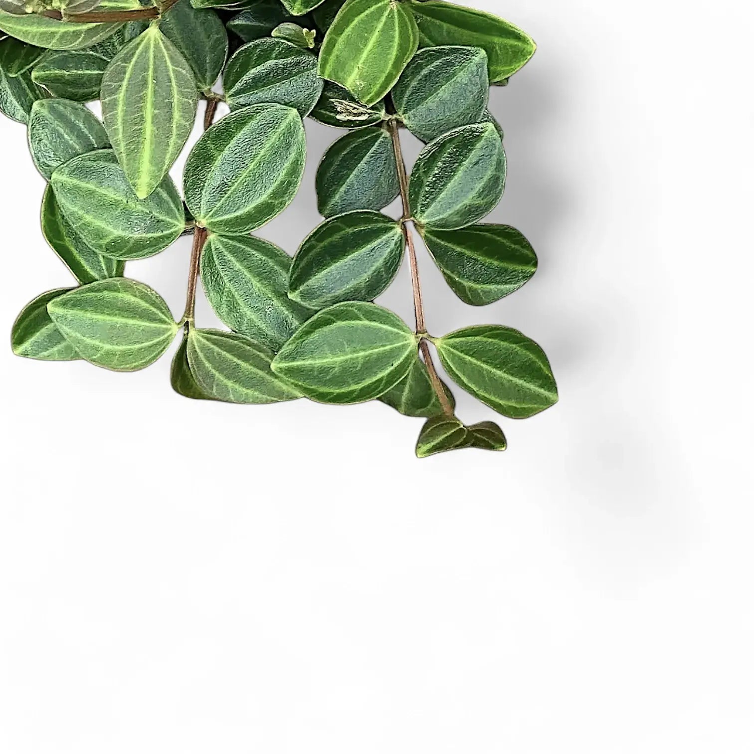 Peperomia quadrangularis 'Rocca Scuro' – Blattdetail vor weißem Hintergrund..