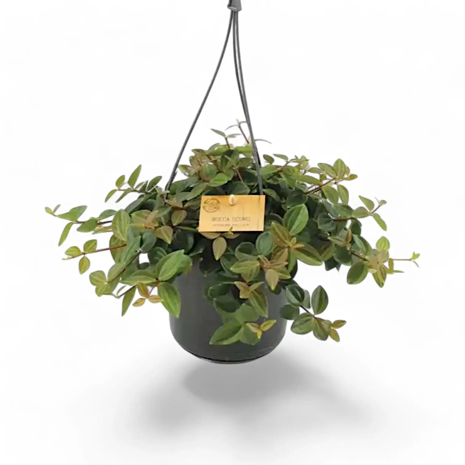 Peperomia quadrangularis 'Rocca Scuro' Zimmerpflanze im Anzuchttopf vor weißem Hintergrund, Produktfoto 2.