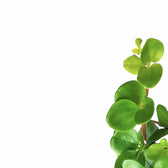 Peperomia rotundifolia – Blattdetail vor weißem Hintergrund..