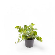 Peperomia rotundifolia Zimmerpflanze im Anzuchttopf vor weißem Hintergrund, Produktfoto 2.