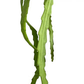 Pfeiffera asuntapatensis leaf close-up on white background.