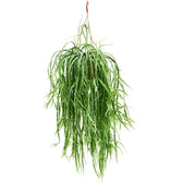 Pfeiffera asuntapatensis potted houseplant in nursery pot on white background, product photo 2.