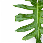 Philodendron 'Bob Cee' leaf close-up on white background.