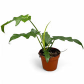 Philodendron 'Bob Cee' potted houseplant in nursery pot on white background, product photo 3.