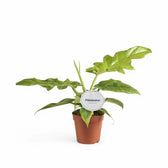Philodendron 'Bob Cee' potted houseplant in nursery pot on white background, product photo 5.