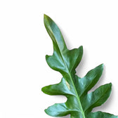 Philodendron 'Bob Cee' potted houseplant in nursery pot on white background, product photo 6.