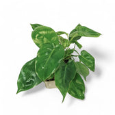 Philodendron 'Burle Marx' potted houseplant in nursery pot on white background, product photo 2.