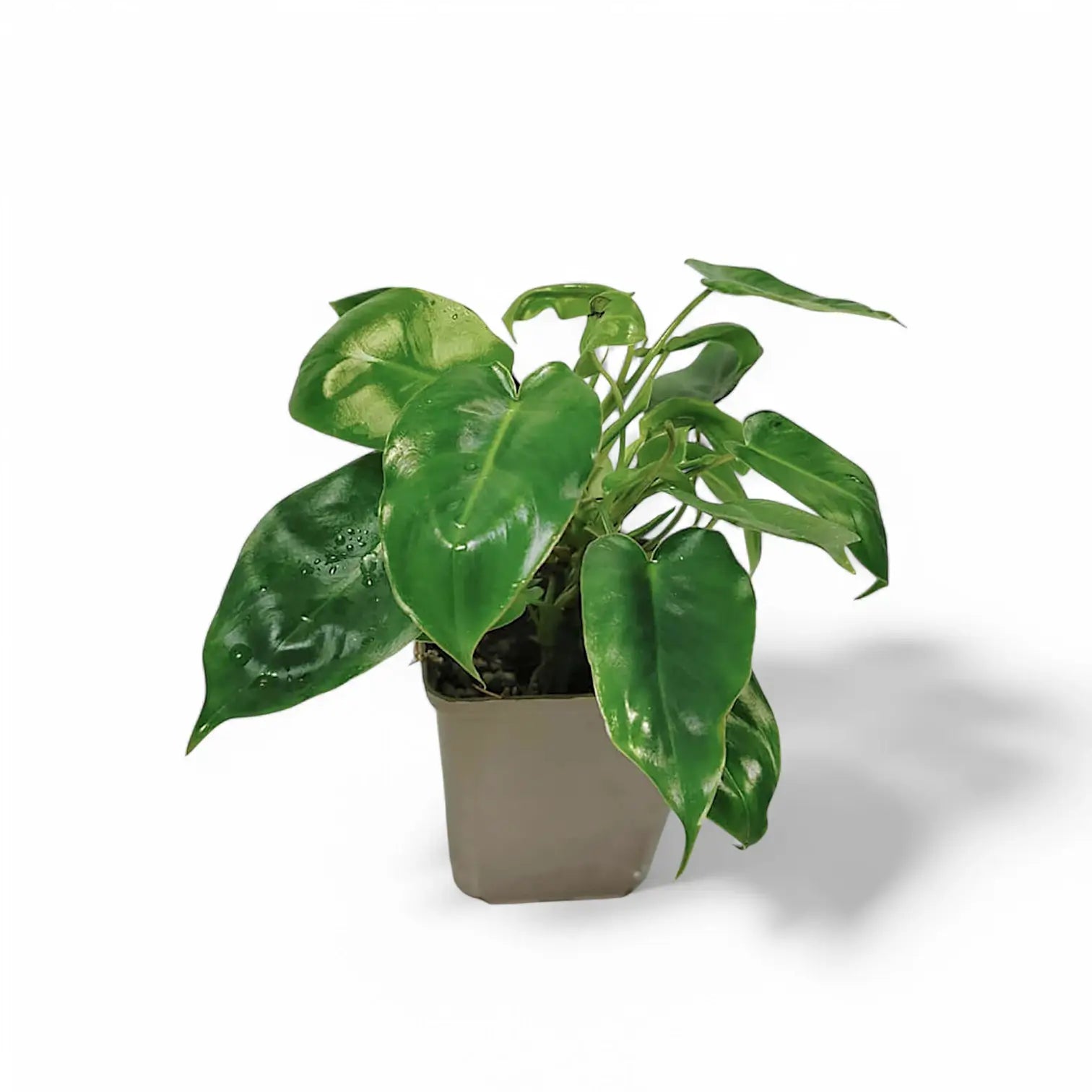 Philodendron 'Burle Marx' potted houseplant in nursery pot on white background, product photo 3.