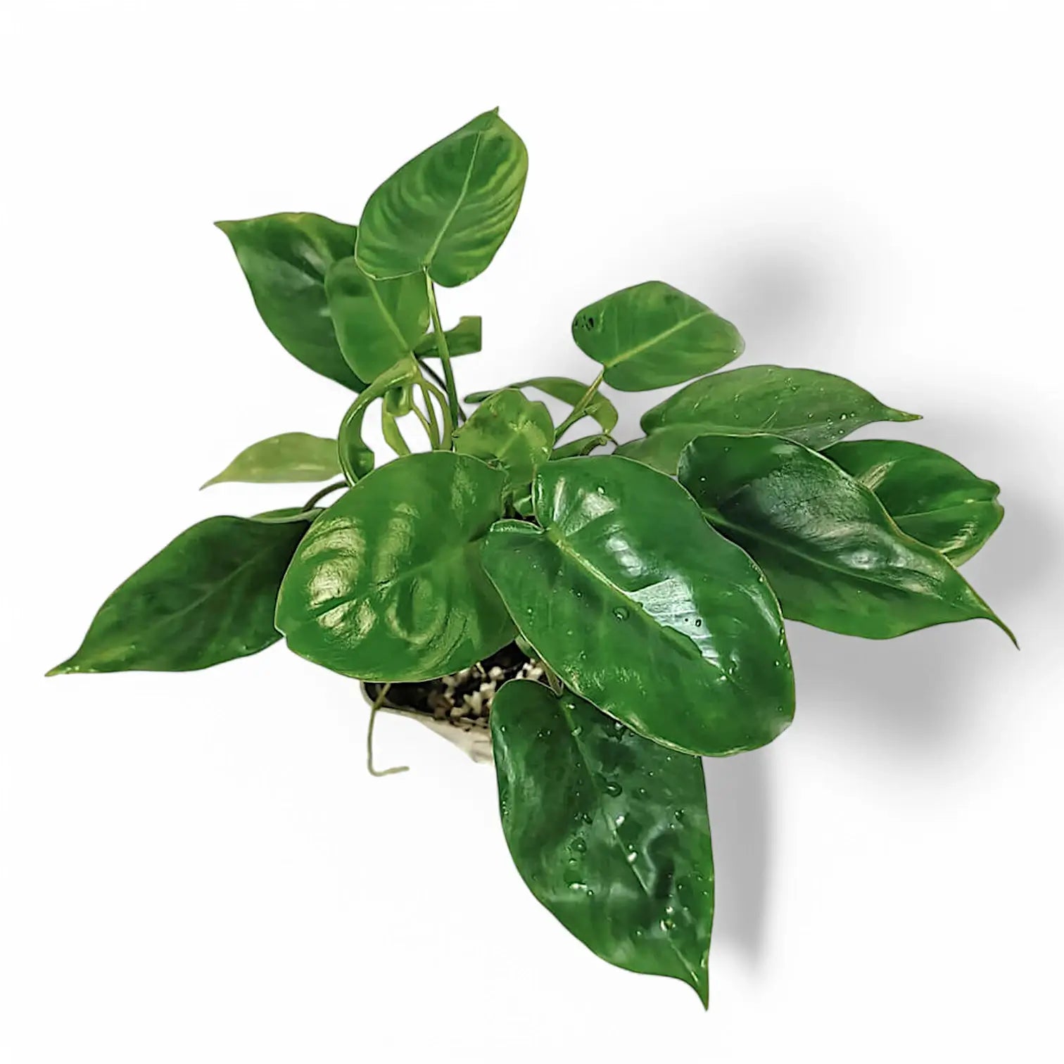 Philodendron 'Burle Marx' potted houseplant in nursery pot on white background, product photo 4.