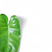 Philodendron 'Burle Marx' potted houseplant in nursery pot on white background, product photo 6.