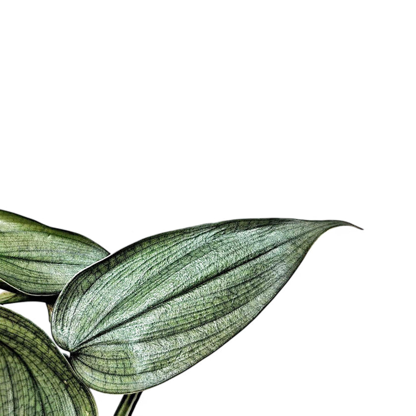 Philodendron 'Burle Marx's fantasy' – Blattdetail vor weißem Hintergrund..