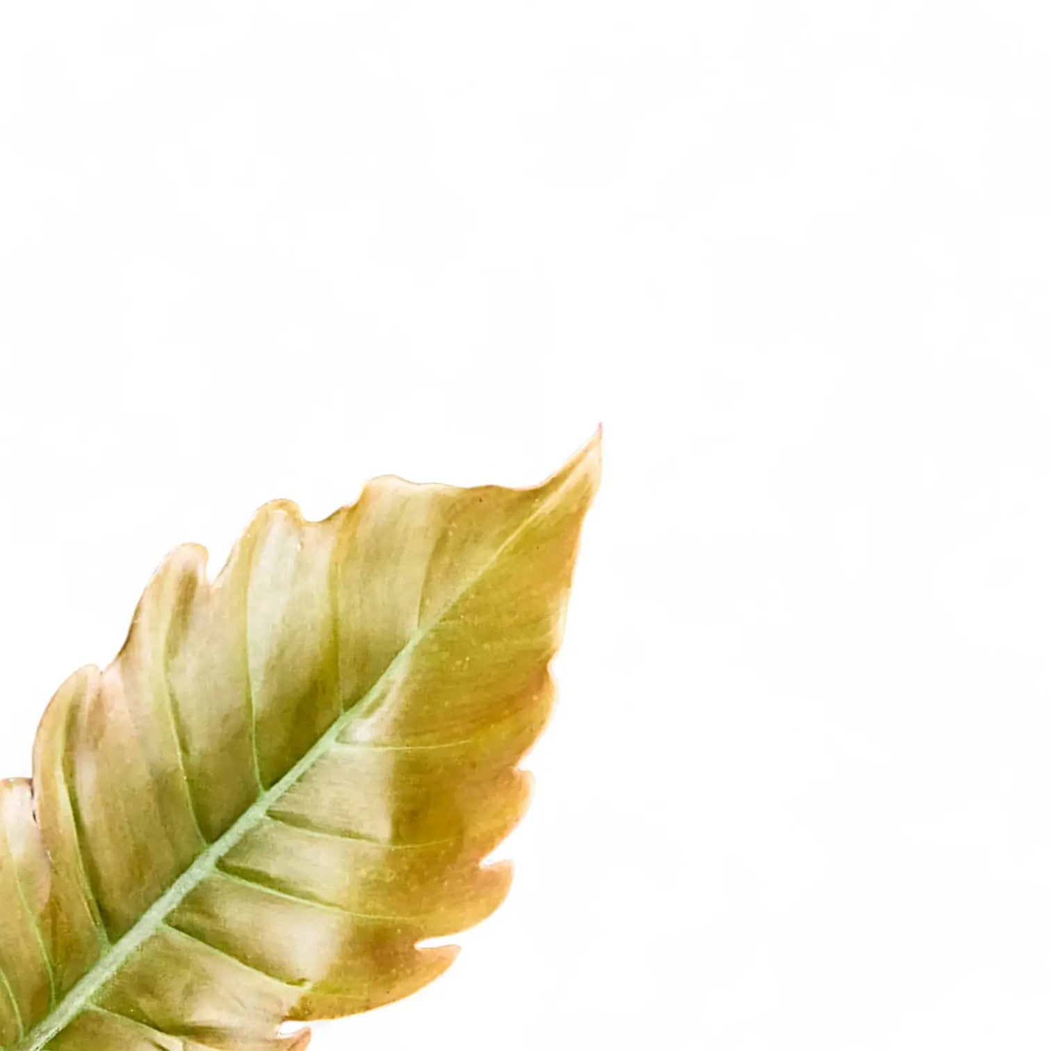 Philodendron 'Caramel' leaf close-up on white background.
