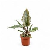 Philodendron 'Caramel' potted houseplant in nursery pot on white background, product photo 2.