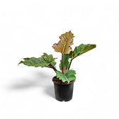 Philodendron 'Caramel' potted houseplant in nursery pot on white background, product photo 3.